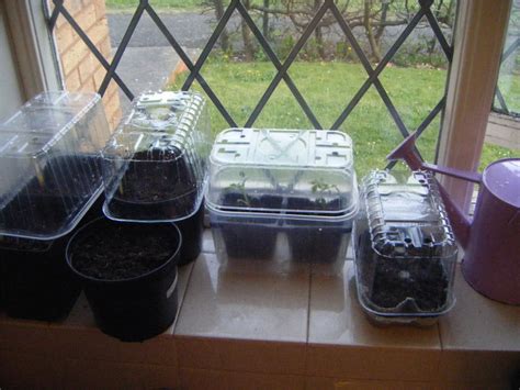 Seed to Feed Me: HOW TO SOW SEED INDOORS