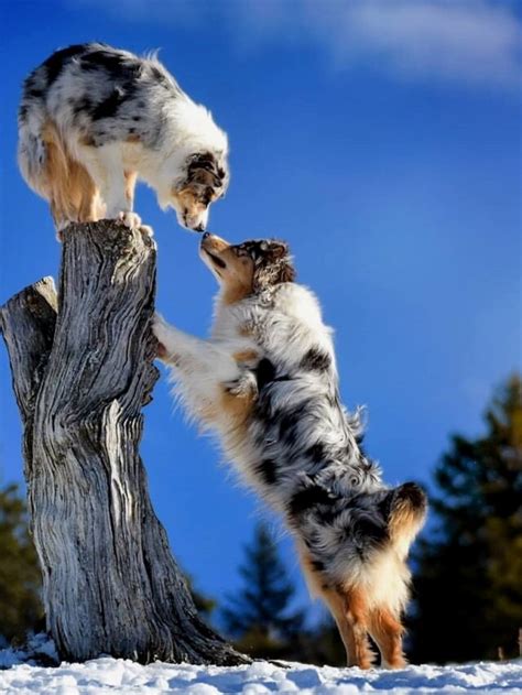Are Australian Shepherds Excellent Dog Breeds? - Event Specialty Store