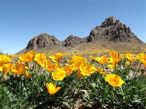 Florida Mountains Rockhound State Park, NM | State parks, Land of enchantment, Rock hounding