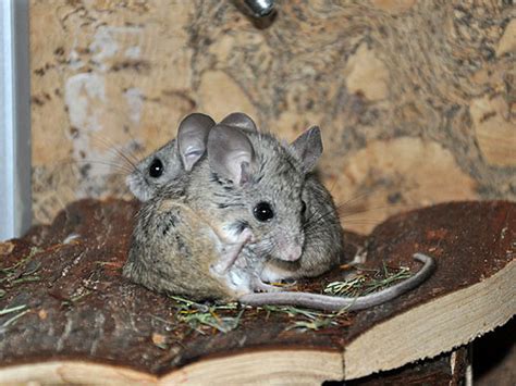 Peromyscus eremicus / Cactus mouse in Yaroslavl Zoo