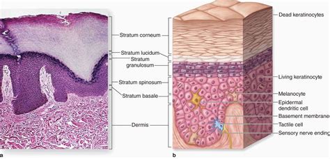 Layers of the Skin. The epidermis is the outermost layer of… | by Cindy Meza | Medium