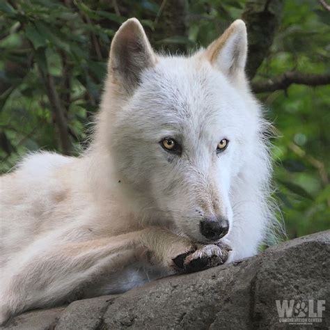 Wolf Conservation Center 🐺 on X | Wolf conservation center, Artic wolf ...