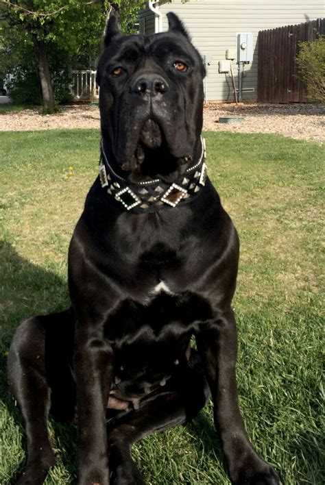 From ' The Cane Corso Club of America ' | Cane corso dog, Cane corso ...