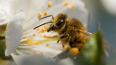 Roll out a fragrant welcome for bees » Your Backyard Tips