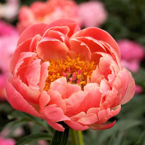 Coral Orange Peony Bulbs For Sale | Coral Charm (Fragrant) | Flower ...