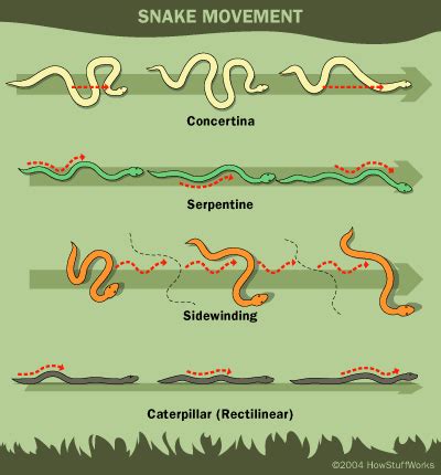 How Snakes Work | Study unit, Snake, Animal movement