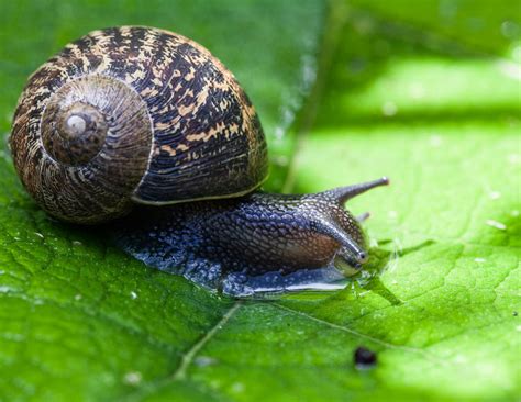 helix aspersa (garden snail) | Helix aspersa, known by the c… | Flickr