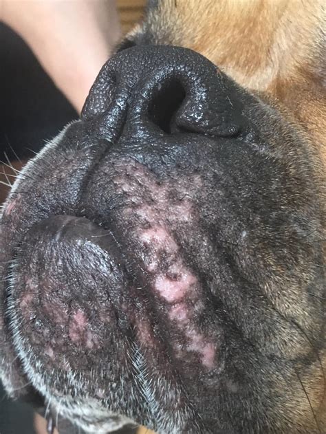 What are these red rashes around my dog’s mouth area? She has a history ...