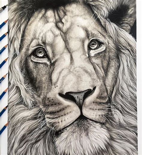 ART | The Most Amazing Art 🌎 on Instagram: “Insane Pencil Drawing by @kellylahar 🦁” | Drawings ...