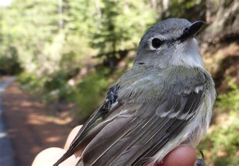 Tracking migration of Cassin’s Vireo: identifying wintering grounds and assessing the impact of ...