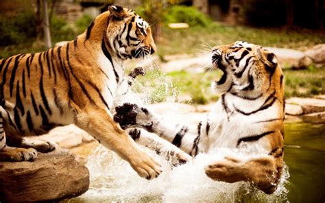 Tiger fight wallpapers and images - wallpapers, pictures, photos