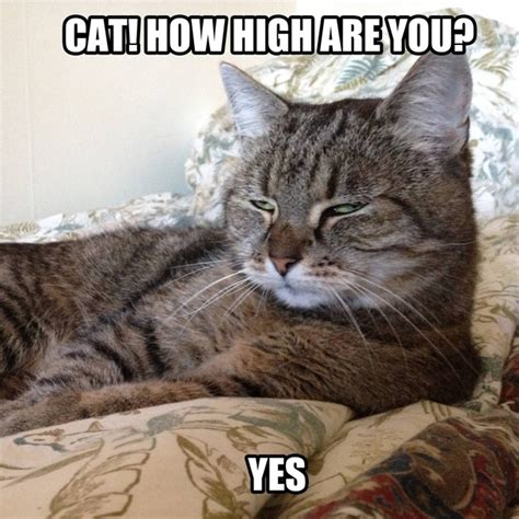 Super High Cat - Meme Guy