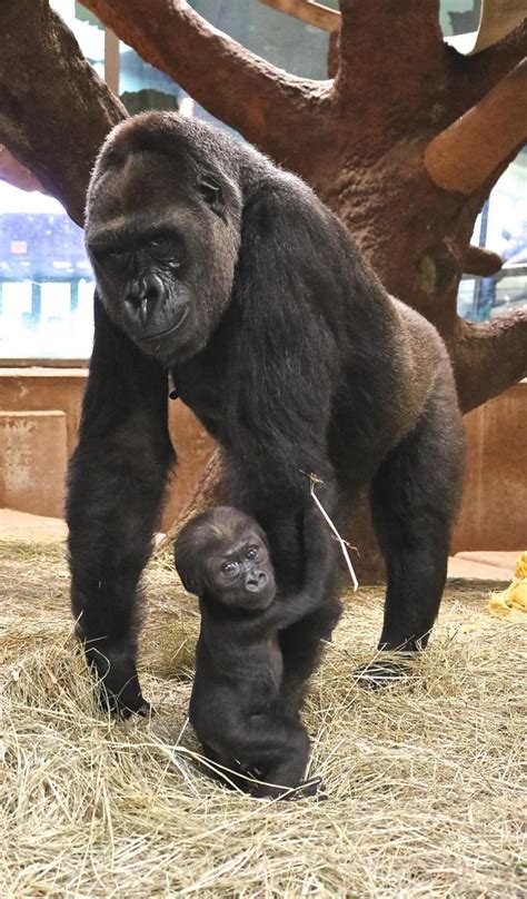 Baby gorilla at National Zoo starting to take his first steps - The ...