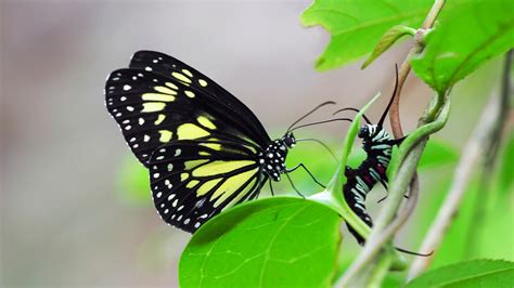 Milkweed Butterflies Are More Murderous Than They Look - The New York Times