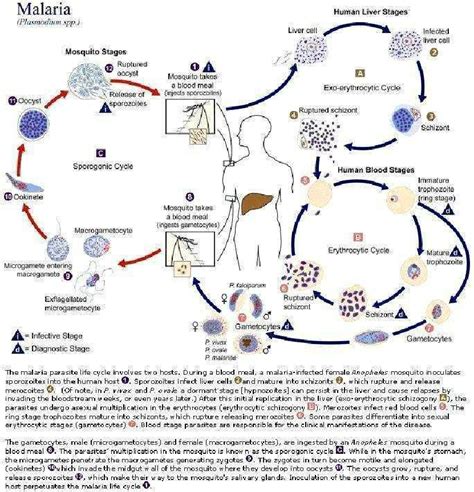 Plasmodium life cycle (CDC/Alexander J. da Silva, PhD/Melanie Moser) | Download Scientific Diagram