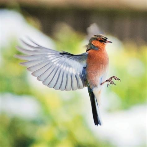 The British Wildlife Photography Awards 2012