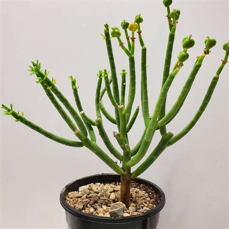 Beautiful unique Euphorbia tall mauritanica cactus succulent live plant - Annual & Biennial Seeds