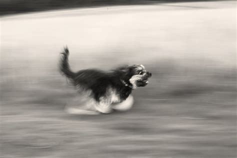 Splendid Panning Photography