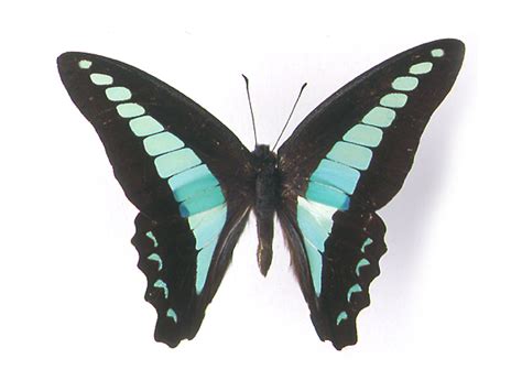 godofinsects.com :: Blue Triangle Butterfly (Graphium sarpedon)