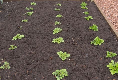 Growing Potatoes In Raised Beds: Everything You Need To Know