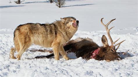 Wolf Feeding on Elk Photograph by Jerry Fornarotto - Pixels