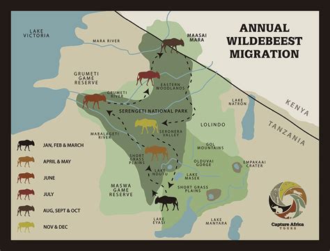 Animal Migration Map