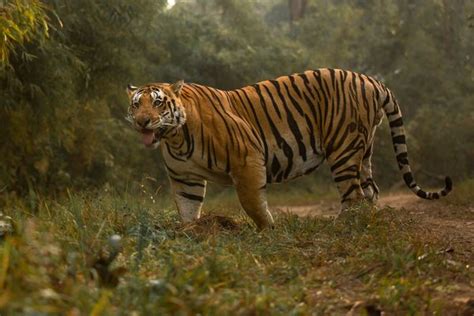 Flora & Fauna in Kanha - Kanha National Park