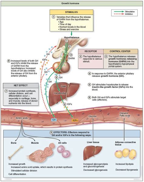 Regulation and Action of Growth Hormone | Endocrine system nursing ...