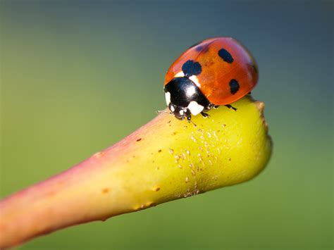 Focus photo of red and black ladybug, ladybird HD wallpaper | Wallpaper Flare