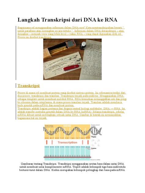 Langkah Transkripsi Dari DNA Ke RNA | PDF