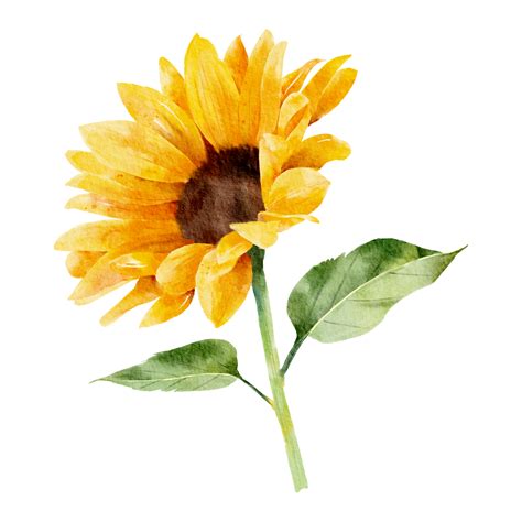 sunflower watercolor hand painted 9345199 PNG