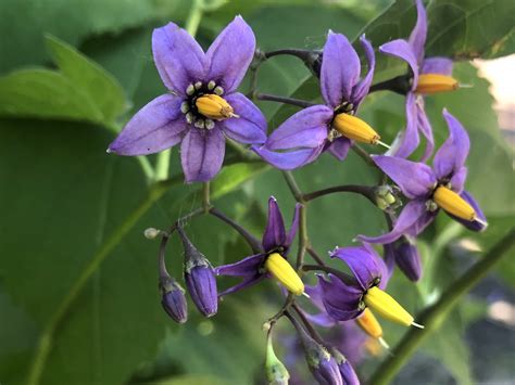 Wisconsin Wildflower | Bittersweet Nightshade | Solanum dulcamara