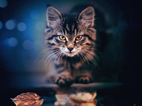 200+ Wallpaper Hd Keren Kucing - MyWeb