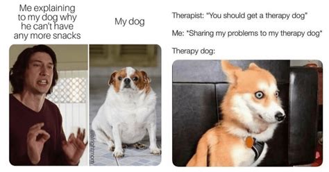 Sit, Stay, Meme: 21 Dog Memes To Tickle Your Funny Bone | Flipboard