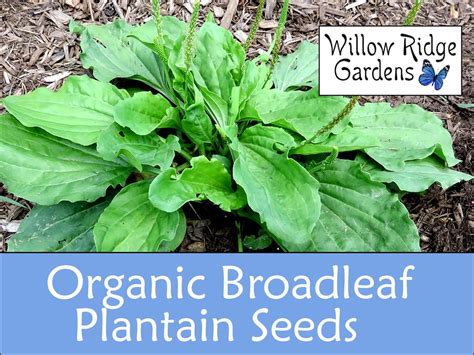 Organic Broadleaf Plantain Seeds, 100 Seeds, Medicinal Herbs, Heirloom ...