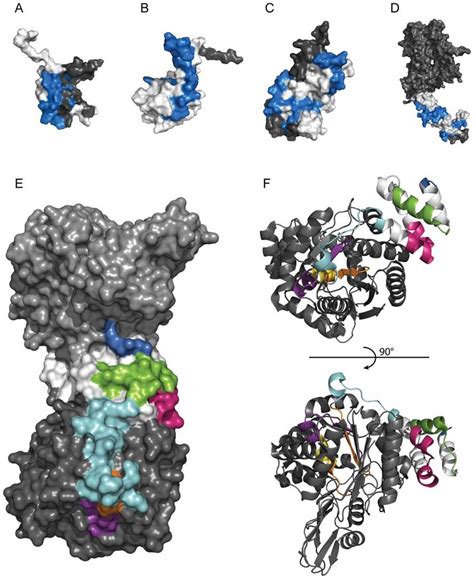 The three-dimensional structure of the epitopes. Crystal or solution ...