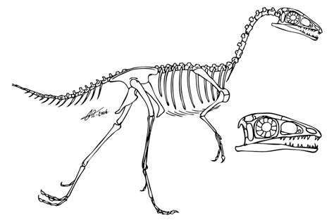 Compsognathus skeleton by zakafreakarama on DeviantArt