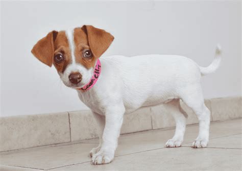 22 Jack Russell Terrier Mixes: JRT Mixed Breeds!