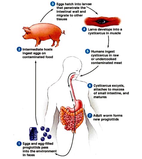 Life Cycle of a Pork Tapeworm Diagram | Quizlet