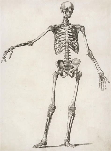 A Human Skeleton, Standing, With One ... | Human anatomy art, Skeleton ...