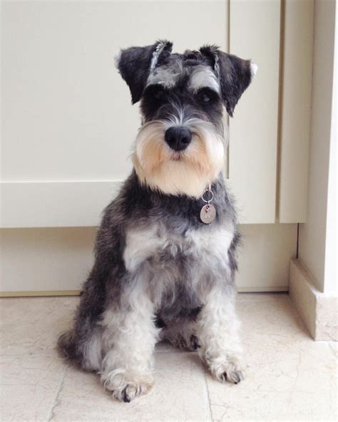 How Do You Groom A Miniature Schnauzers Face at Julius Johnson blog