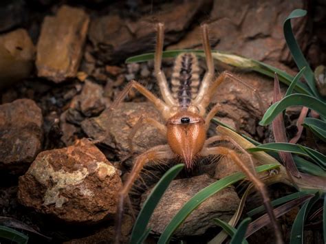 Neither camel nor spider, this hyperactive solifugid is a nocturnal ...