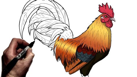 How To Draw A Rooster | Step By Step | Animal Drawing - YouTube