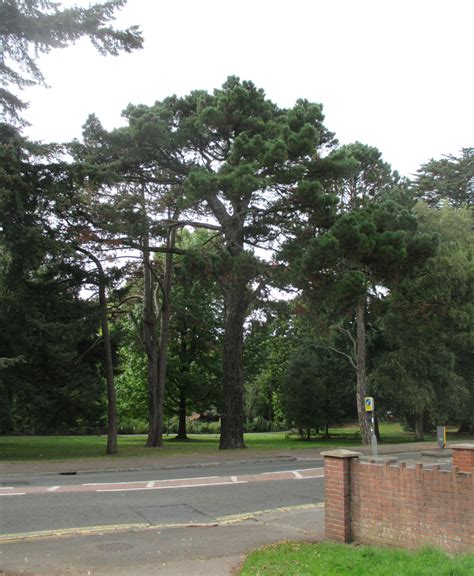 Pinus radiata in Roath Park Lake