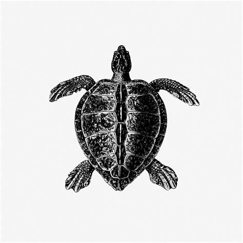 Turtle Images | Free HD Backgrounds, PNGs, Vectors & Illustrations - rawpixel