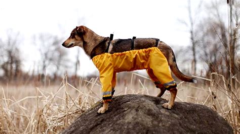 Canadian company's dog pants fit all 4 legs, Internet debate be dammed - TODAY.com