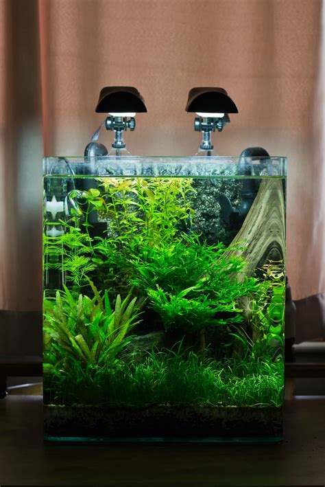 fVGdher.jpg 1,123×1,680 pixels | Nano aquarium, Aquarium fish tank, Aquarium fish