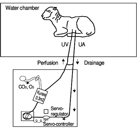 The extracorporeal blood circuit of the extrauterine fetal incubation... | Download Scientific ...