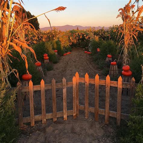 Pumpkin Patch Corn Maze Pumpkin Patch Corn Maze Pumpkin Patch | Hot Sex Picture