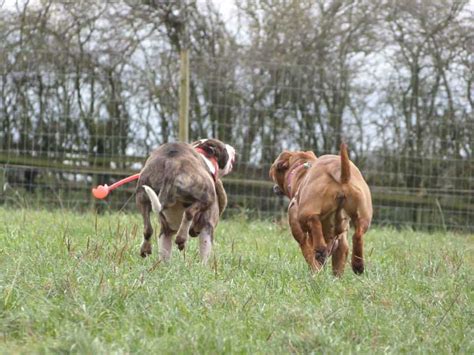 Oak Tree Animals' Charity Secure Parks - British Dog Fields | For Field Owners and Users